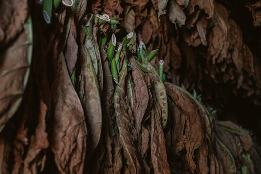 Honduran Cigars